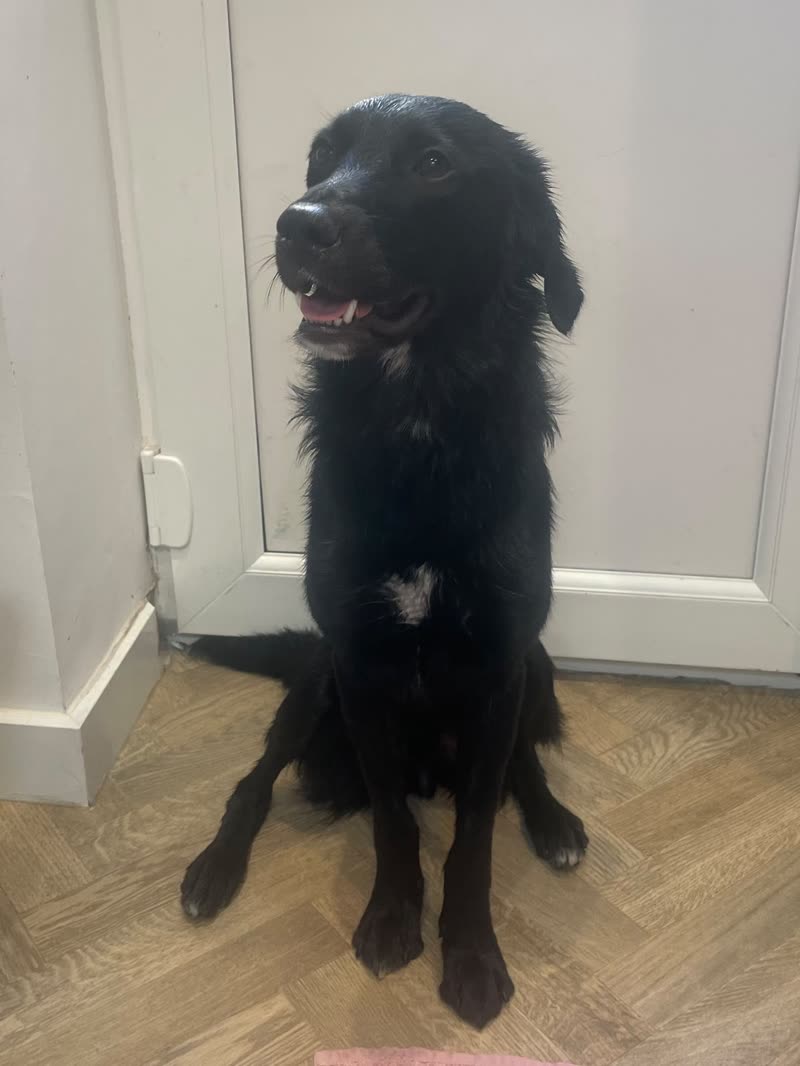 A black long-haired dog sitting on a wooden hallway floor before its groom, coat slightly shaggy