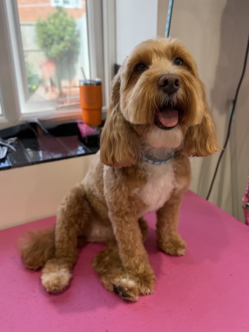 A freshly groomed apricot cockapoo sitting on a pink grooming table by a window, mouth open and happy