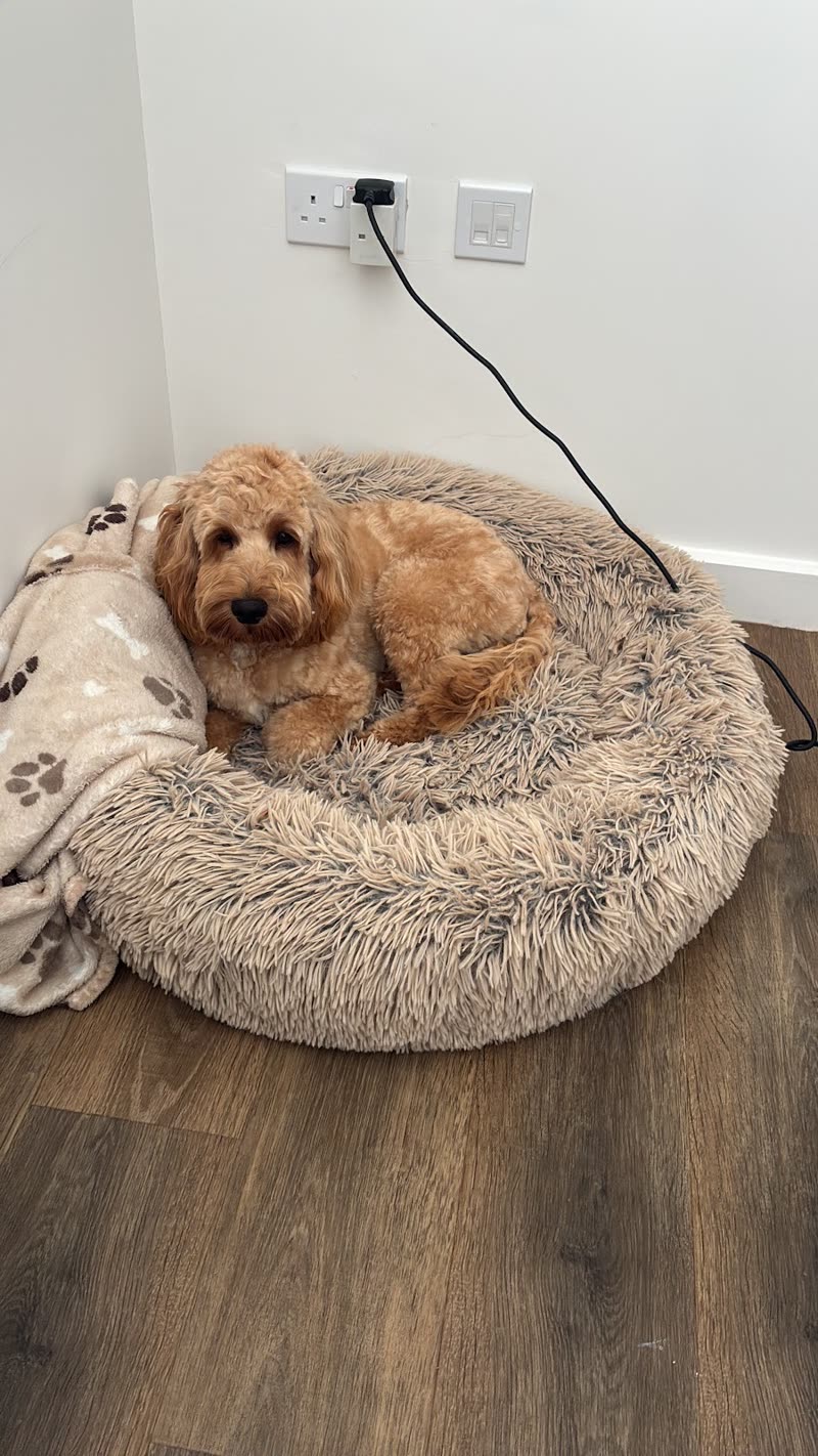 An apricot cockapoo lying in a fluffy grey donut bed in a quiet corner of the grooming room
