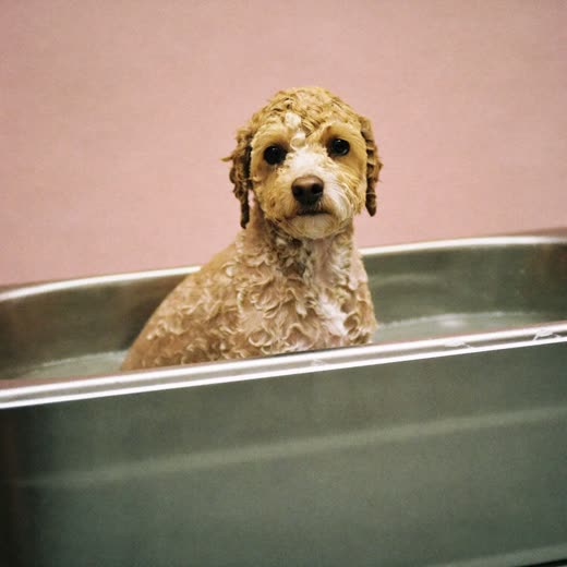 A small curly-coated dog being bathed in a grooming tub