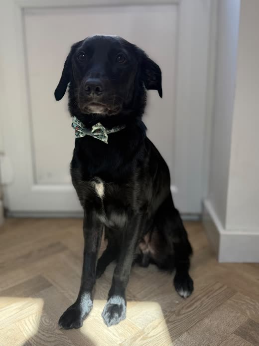 A black long-haired dog after grooming, coat neat and shiny, wearing a green patterned bow tie
