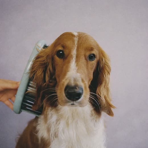 A dog's long coat being brushed out with a slicker brush