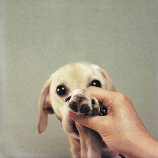 A dog's paw held gently while its nails are clipped
