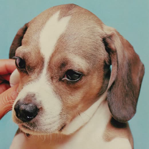 A small dog having its ears gently cleaned